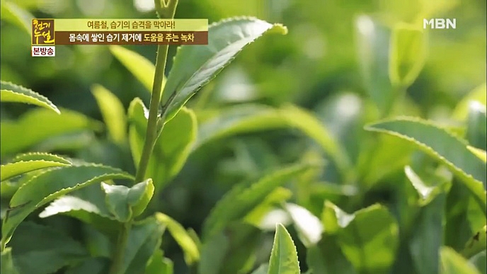 녹차추출물 효능, 이렇게 좋은 거 알고 있었나요? : 네이버 블로그