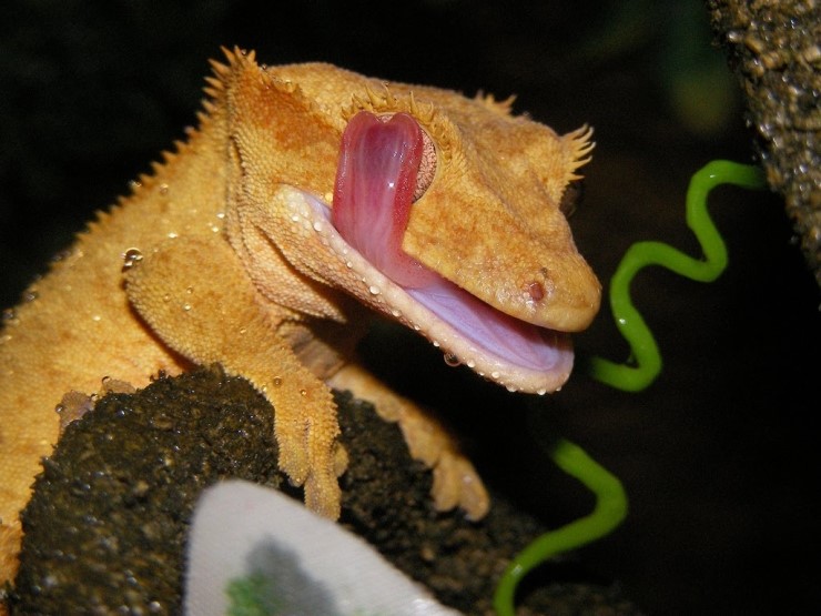 Crested Geckos in Captivity -4- : 네이버 블로그