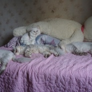 고양이가 생겨나는 침대