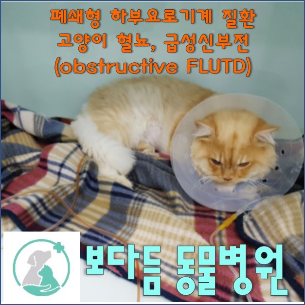 고양이 구토, 고양이 혈뇨, 폐쇄형 하부요로계질병, 급성 신부전 (ARF) / 혈뇨를 보면서 아픈지 헥헥대고 구토를 해요 ...