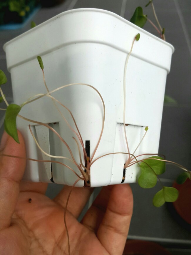 심플렉스 구조 Oxalis Simplex : 네이버 블로그