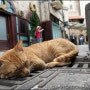 베트남에서 만난 고양이