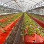 탄소발열체 딸기농가의 기적!! 비닐하우스 난방 인기