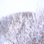 소백산의 겨울