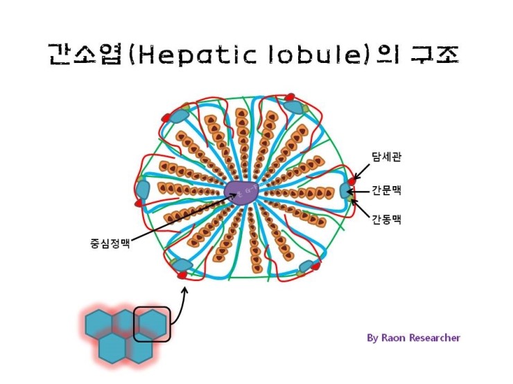 간 소엽 구조