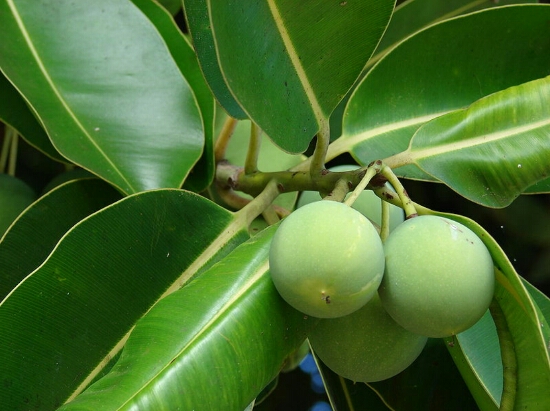 딜로 오일 (Dilo Oil) 타마누 오일 : 네이버 블로그