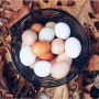 달걀 색깔의 비밀