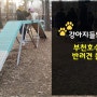 강아지들의 천국 부천 상동호수공원 반려견 놀이터