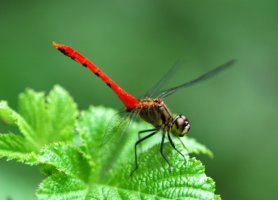 dingdom의 곤충사전~ 잠자리 : 네이버 블로그