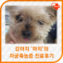 어린이대공원 동물병원 [광진]-강아지 '아치' 치료 후기