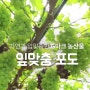 농협중앙회_잎맞춤포도 홍보영상_ by 위티커