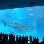 [11월의 오키나와 여행] 거대한 고래상어가 있는 '추라우미 수족관'