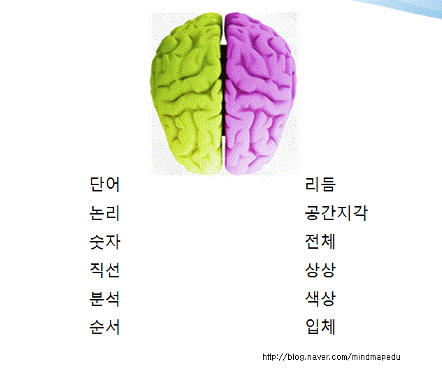 [마인드맵 이야기#137] 좌뇌, 우뇌의 역할과 교육의 문제점 : 네이버 블로그
