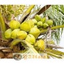 코코넛 오일 다양한 사용법