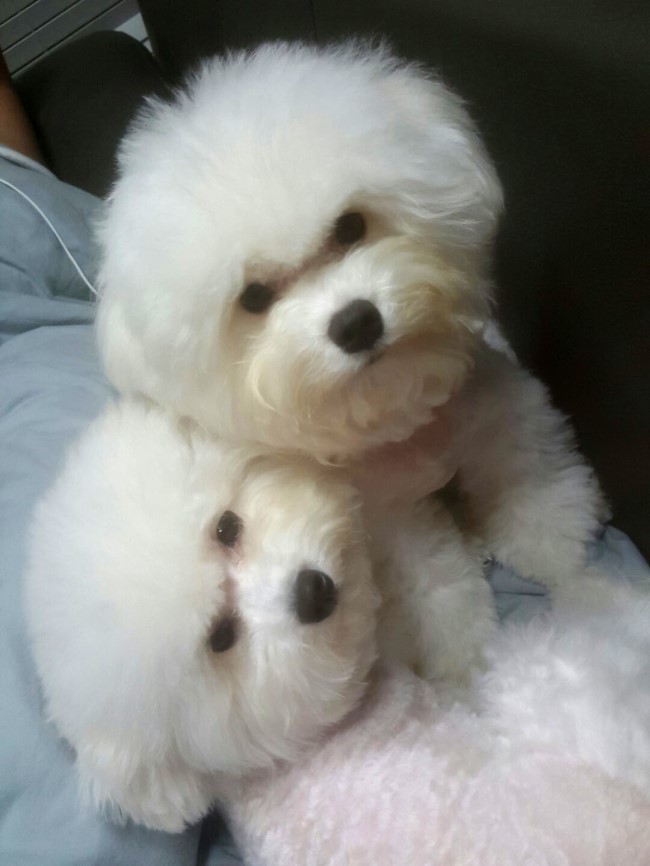 우리집 귀염둥이 울루꿀루 비숑미용했어요! : 네이버 블로그