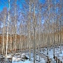 겨울 사진여행 인제 자작나무숲