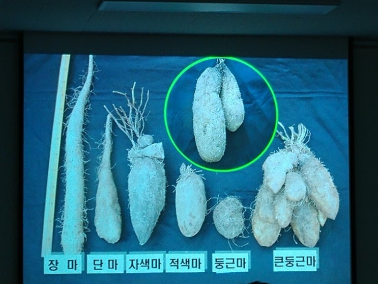 참마 큰둥근마 재배법을 교육받기 위해 안동시 생물자원연구소 다녀왔어요 : 네이버 블로그