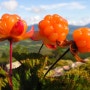 죽기전에 꼭 먹어야할 음식 재료 중 한가지인 클라우드베리(cloudberry) 아시나요 / 클라우드베리 재배