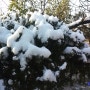 정원의 겨울나기, 키 큰 나무 눈털기 작업