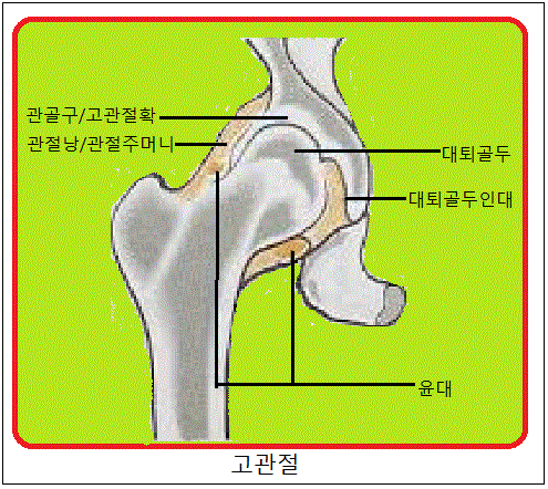 골두인대•관골구와•월상면•제철형•삼각주상•지골•지절골•지절골•원위지골•중위지골•근위지골•중지골•거골활차•안상•골기저•척골•원형창 ...
