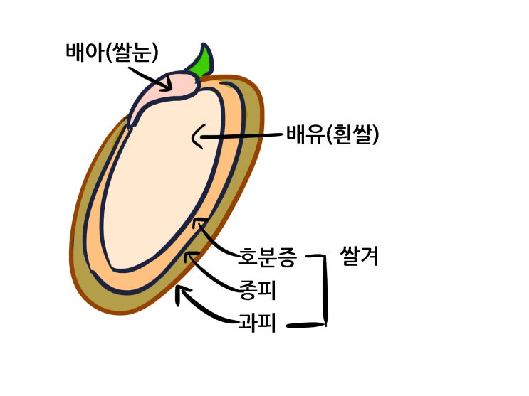 찹쌀과 멥쌀 그리고 현미와 백미 : 네이버 블로그