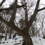 가리왕산에서 만난 천년의 나무 '주목'의 모습들~