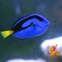 [ 해수어 정보 ]'도리'키우기 블루탱 - Blue Tang , Paracanthurus hepatus 사육정보