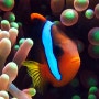 [ 해수어 정보 ] 토마토 크라운 피쉬 Tomato Clownfish - Amphiprion frenatus