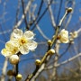 봄이 오려는지 매화꽃이 피네요.