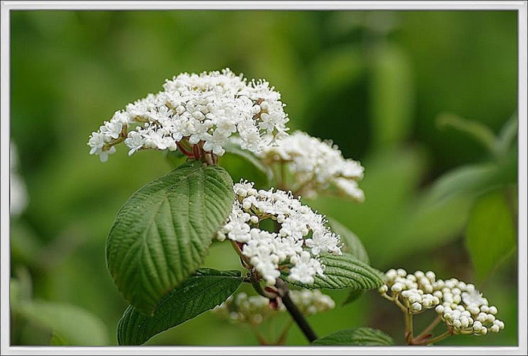 인동과(Caprifoliaceae) / 산분꽃나무속(Viburnum) 7종외 1종 : 네이버 블로그