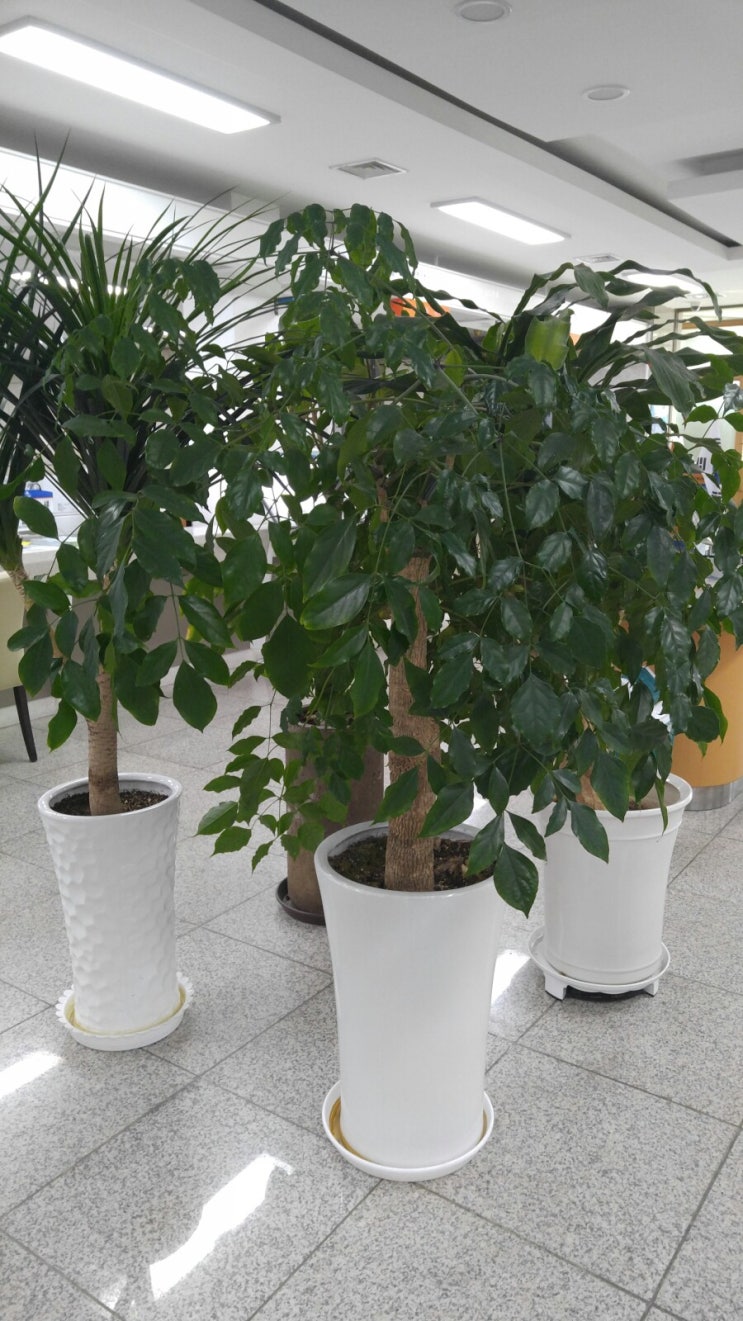 목단 부와명예의상징 목단꽃 : 네이버 블로그