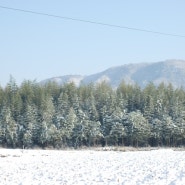 겨울 대나무 숲- 익산금마 익산대통주제조과정1