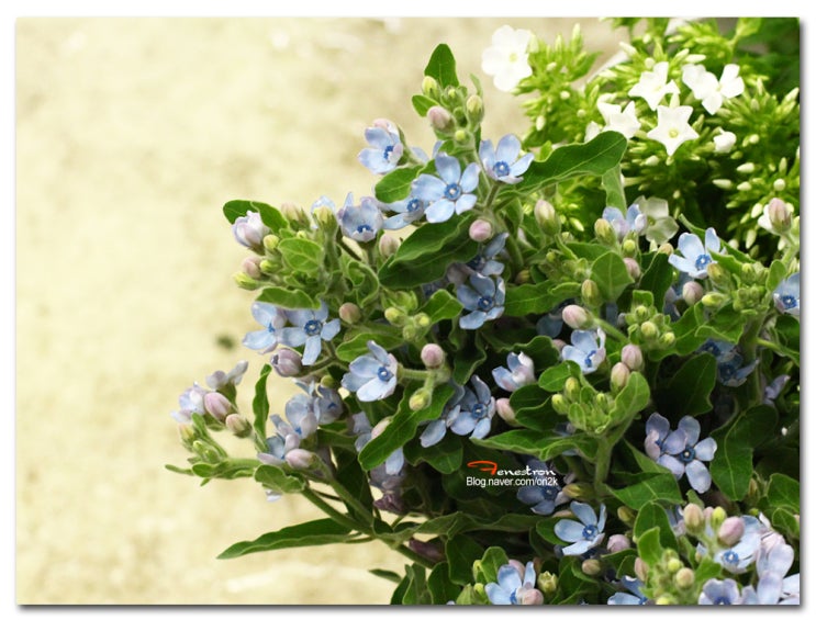 옥색 별모양의 옥시페탈룸 케룰레움(Oxypetalum caeruleum)   : 네이버 블로그