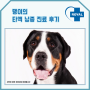 24시동물병원 강아지 타액 낭종 진료 후기<로얄도그앤캣메디컬센터>