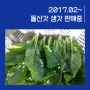 2017년02월08일 여수 돌산갓 재배 현황 및 판매 가격 안내