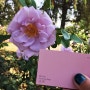 던에드워드페인트 핑크 DET416 La Vie en Rose 라비앙로즈