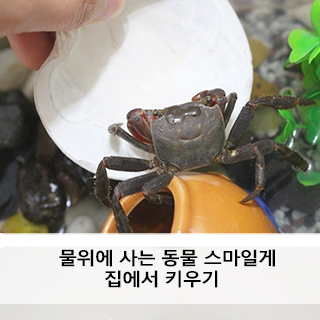 물위에 사는 동물 스마일게 집에서 키우기 : 네이버 블로그