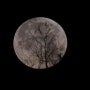 정월대보름. 집앞에서의 보름달. 달사진