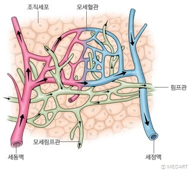 림프구와 림프계 : 네이버 블로그
