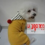 윙키뉴욕 스트라이프 올인원 옐로우 요즘 핫한 강아지옷!