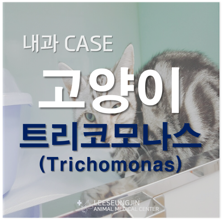 고양이 트리코모나스(trichomonas) [고양이내과] : 네이버 블로그