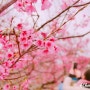 [오키나와] 진분홍 벚꽃이 흩날리는 오키나와의 봄,2월의 오키나와여행