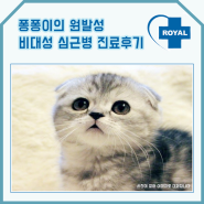 24시동물병원 고양이 원발성 비대성 심근병 진료후기<로얄도그앤캣메디컬센터>