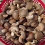 *판매완료*2017년 참나무원목 생표고버섯 판매