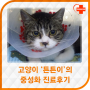 고양이 동물병원 '광진동물의료센터'-고양이 '튼튼이' 진료후기