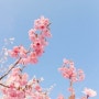 봄나들이 벚꽃구경가요~ 벚꽃개화시기를 알려드립니다:)