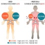 혈당 유지의 항상성(Homeostasis)