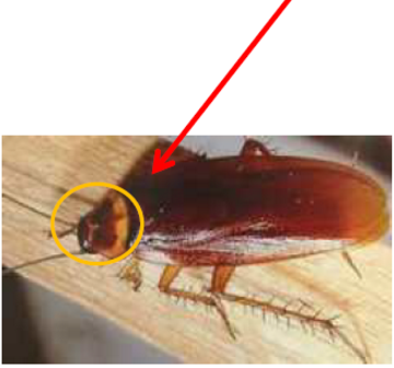 가장큰바퀴는....이질바퀴벌레,미국바퀴벌레(Periplaneta Americana) 대해서 알아보죠 : 네이버 블로그