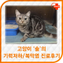 자양동동물병원 '광진'-고양이 '솔'의 빈혈/기력저하/복막염 진료이야기