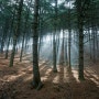 파주 감악산 잣나무 숲 백패킹